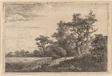 Gabonatábla a fa szélén (kukoricatábla)