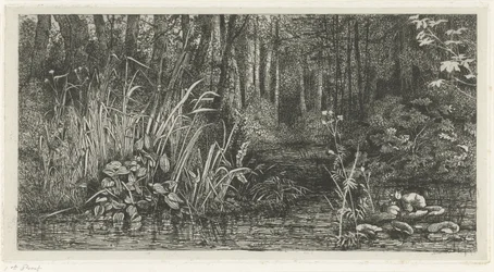 Bosbeekje