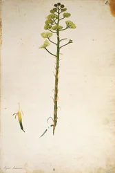 Századi növény virága (Agave americana), Jacopo Ligozzi