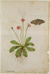Százszorszép: és festett nőstény pillangó, 1568 körül, J.le Moyne de Morgues (1530-88 körüli)