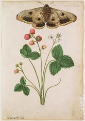 Eper: J. le Moyne de Morgues (1530-88 körül), 1568 körül.