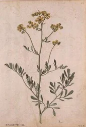 Ruta graveolens, 1568 körül