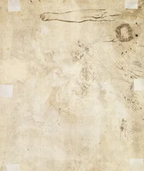 Tanulmány a lábról, a virágzásról és az emblémákról, 1610-17