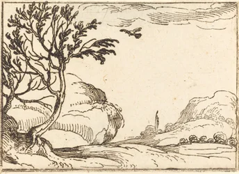Turtle galamb repül a sivatagban