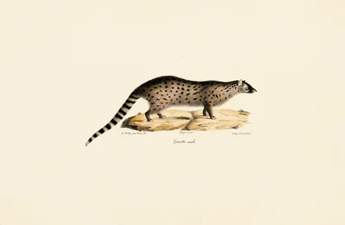 Afrikai Genet