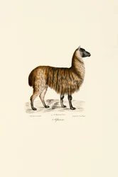 Alpaka (Vicugna pacos)