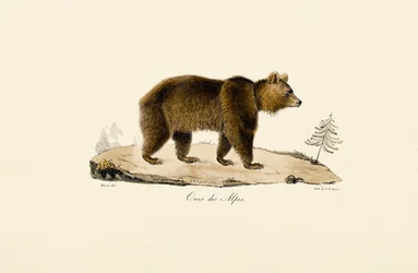 Alpesi barnamedve