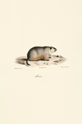 Alpesi mormota (Monax változat)