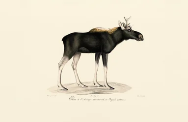 Amerikai jávorszarvas (Alces americanus)