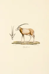 Arab gazella