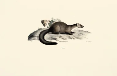 Bükk Marten