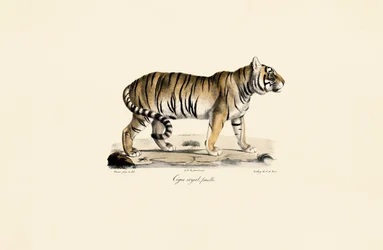Bengáli tigris (nőstény) oldalnézetben