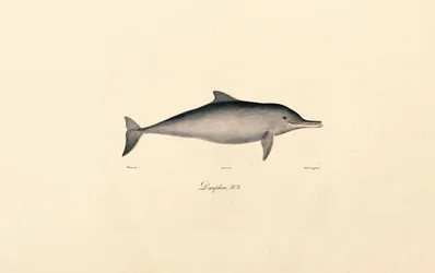 Palackorrú delfin (Tursiops truncatus)