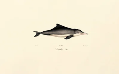 Delfin (Delphinus delphis)