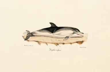 Közönséges delfin