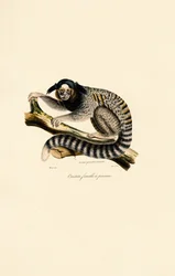 Marmoset (nőstény)