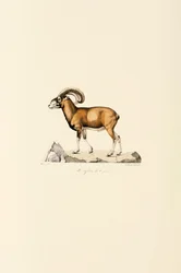 Korzikai muflon