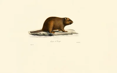 Európai hód
