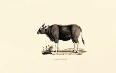 Gaur Nő