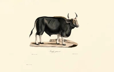 Gaur Férfi