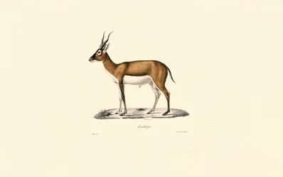 Gömböc gazella