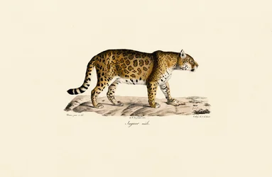 Jaguár (férfi) oldalnézetben