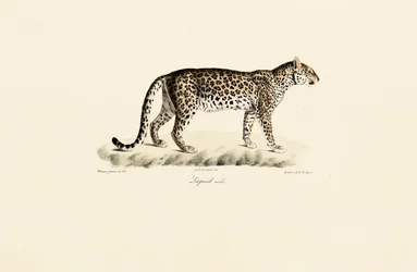 Leopárd, hím