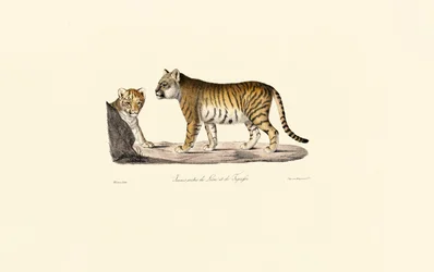 Oroszlán-tigris hibrid