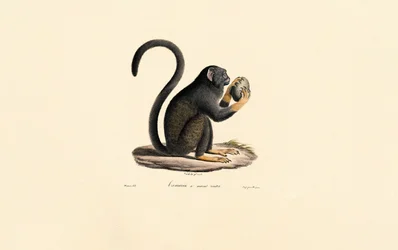Mona Monkey gyümölcsökkel