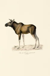 Szarvas (Alces alces)