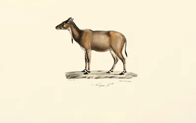 Nilgai antilop