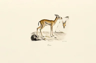 Észak-afrikai gazella