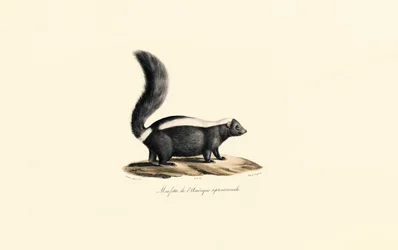 Észak-amerikai Skunk