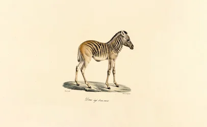 Egyéves hegyi zebra