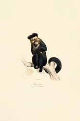 Gibbon