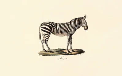 Plains Zebra, nőstény