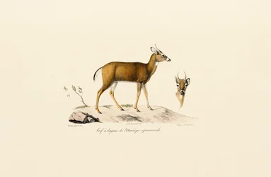 Pronghorn antilop
