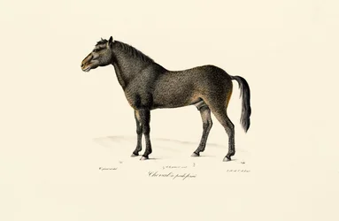 Przewalski lova