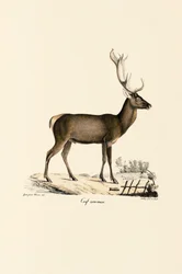 Red Deer