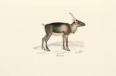 Szibériai pézsmaszarvas (Moschus moschiferus)