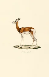 Springbok (Női)