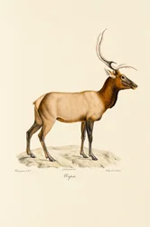 Wapiti