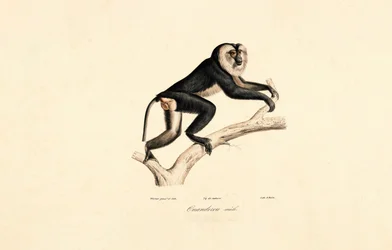 Fehérgalléros mangabey (hím)