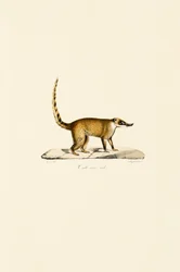 Fehérorrú coati (hím)