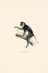 Fehér vállú marmoset (nőstény)