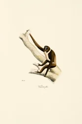 Fiatal fehérkezű gibbon (Hylobates lar)