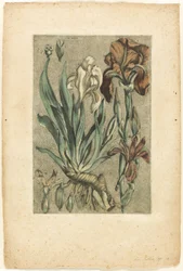 Iris Florentina, a Collection des plantes usuelles, curieuses, et étrangères gyűjteményből
