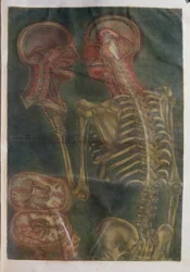 Az agy és a gerincvelő, az "Exposition Anatomique de la Structure du Corps Humain" című műből, 1759 (metszet)