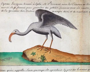 Fehér Ibis (Eudocimus albus), Sao Vicente szigete, Zöld-foki-szigetek, akvarell naplóból Jacques Gouin de Beauchesne (1652-1730), a Compagnie royale de la Mer du Sud kapitánya, 1698-tól 1701-ig, Franciaország