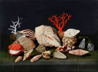 ""Csendélet kagylókkal és korallokkal" (Csendélet kagylókkal és korallokkal) Jacques Linard festménye (1597-1645), - Olaj, fa, 47x64 - Fondation Custodia